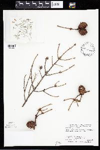 Image Associated With the Occurrence