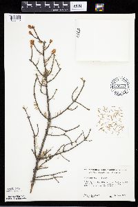 Picea mariana image