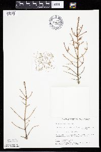Picea mariana image