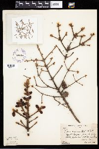 Picea mariana image