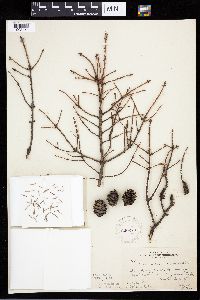 Picea mariana image