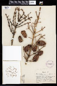 Picea glauca image