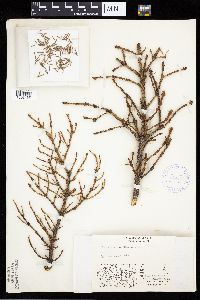 Media resource of Picea glauca