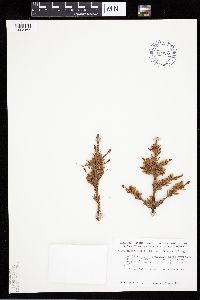 Picea mariana image