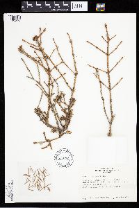 Image Associated With the Occurrence