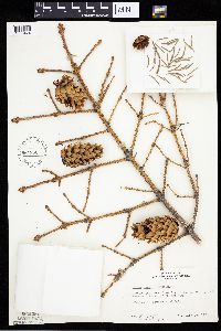 Image Associated With the Occurrence