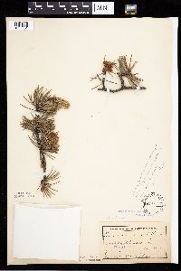 Pinus banksiana image