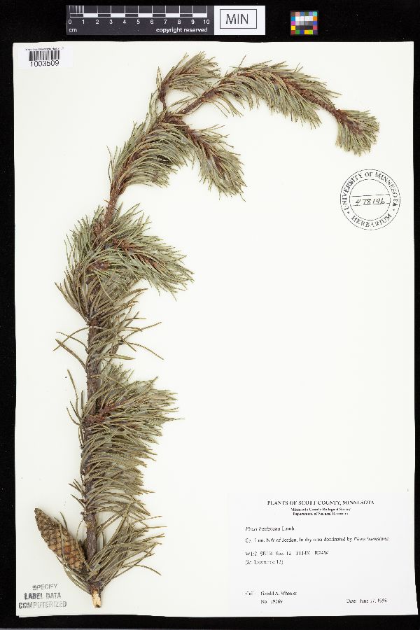 Pinus image