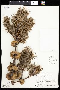 Pinus banksiana image