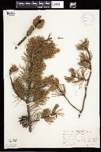 Pinus banksiana image