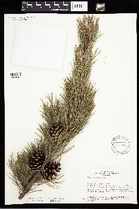 Pinus banksiana image