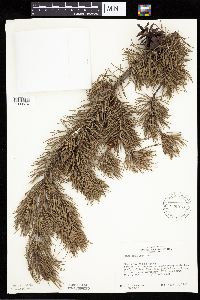 Pinus banksiana image