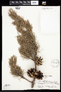 Pinus banksiana image