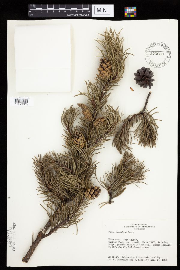 Pinus image