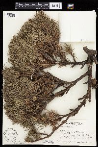 Pinus banksiana image