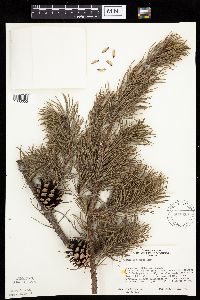 Pinus banksiana image