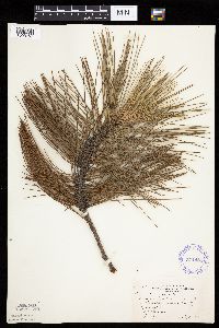 thumbnail image of current specimen
