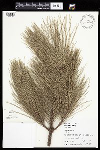 Image of Pinus resinosa