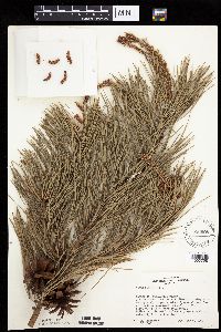Pinus rigida image