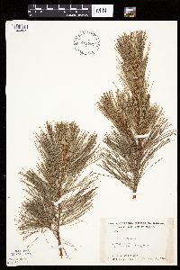 Pinus strobus image