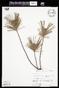 Image of Pinus strobus