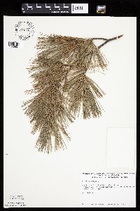 Pinus strobus image