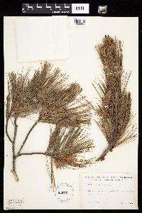 Pinus strobus image