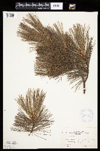 Pinus strobus image