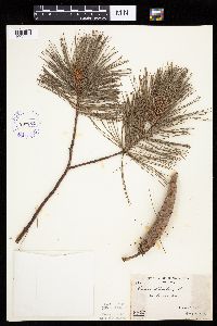 Pinus strobus image