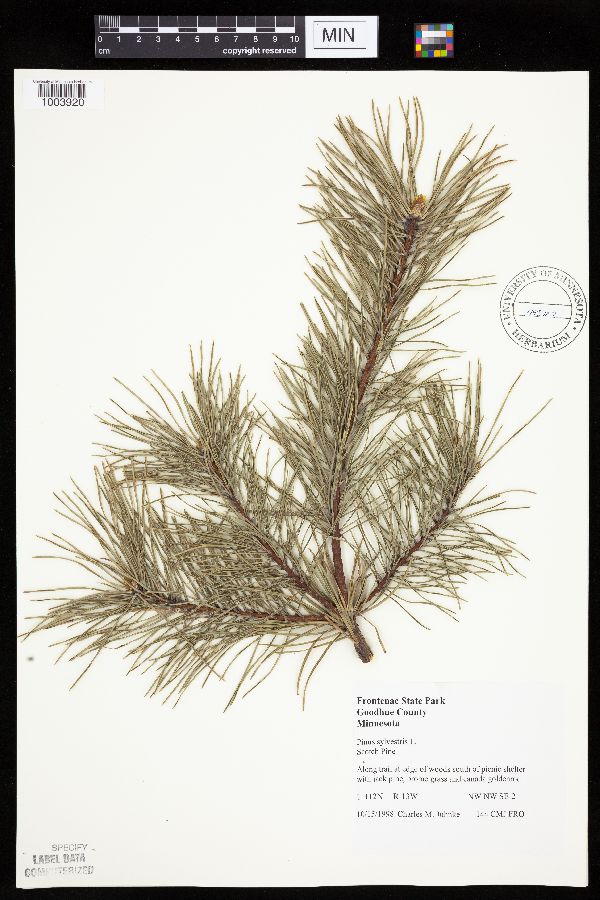Pinus sylvestris image
