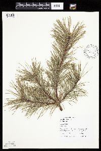 Image of Pinus sylvestris