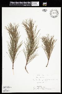 Pinus sylvestris image