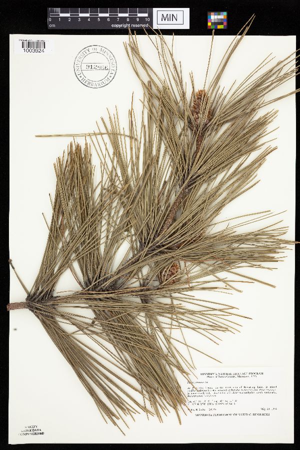 Pinus resinosa image