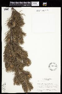 Pinus banksiana image