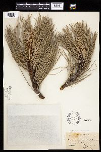 Pinus ponderosa image