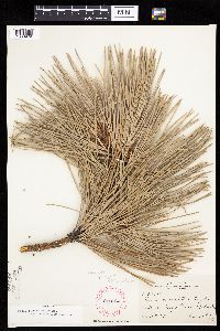 Pinus ponderosa image