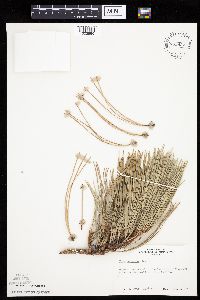 Pinus ponderosa image