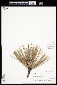 Pinus ponderosa image