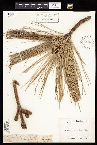 Pinus ponderosa image