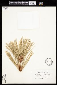 Pinus ponderosa image