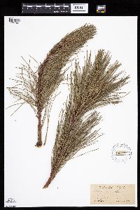 Pinus rigida image
