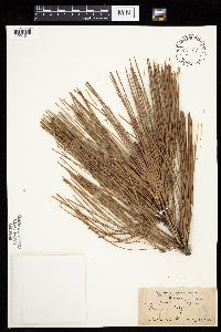 Pinus ponderosa image