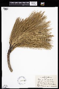 Pinus ponderosa image