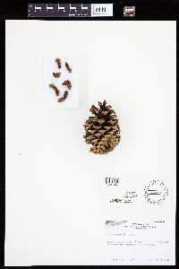 Pinus ponderosa image
