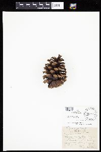 Media resource of Pinus ponderosa