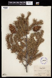 Pseudotsuga menziesii image