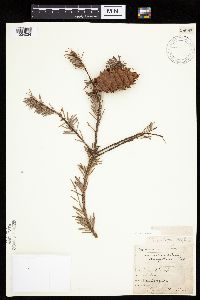 Pseudotsuga menziesii image