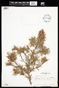 Pseudotsuga menziesii image