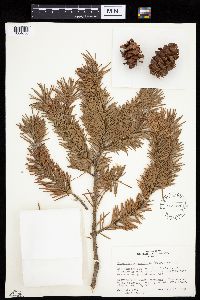 Pseudotsuga menziesii image