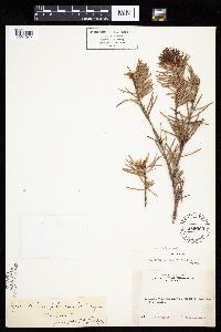 Pseudotsuga menziesii image